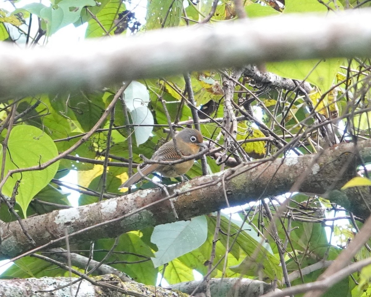 Spectacled Barwing (Western) - ML646038981
