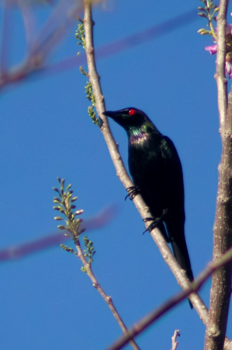 Metallic Starling - ML646038982