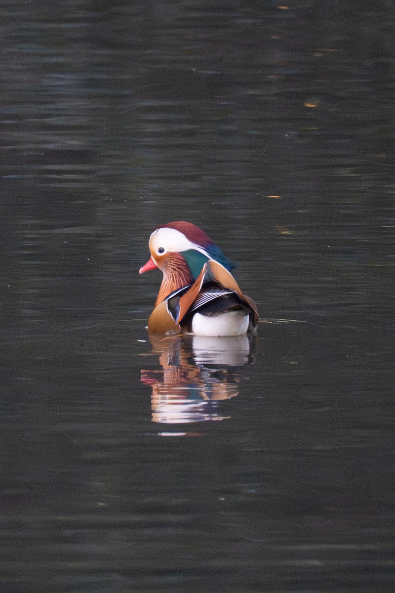 鴛鴦 - ML646038983