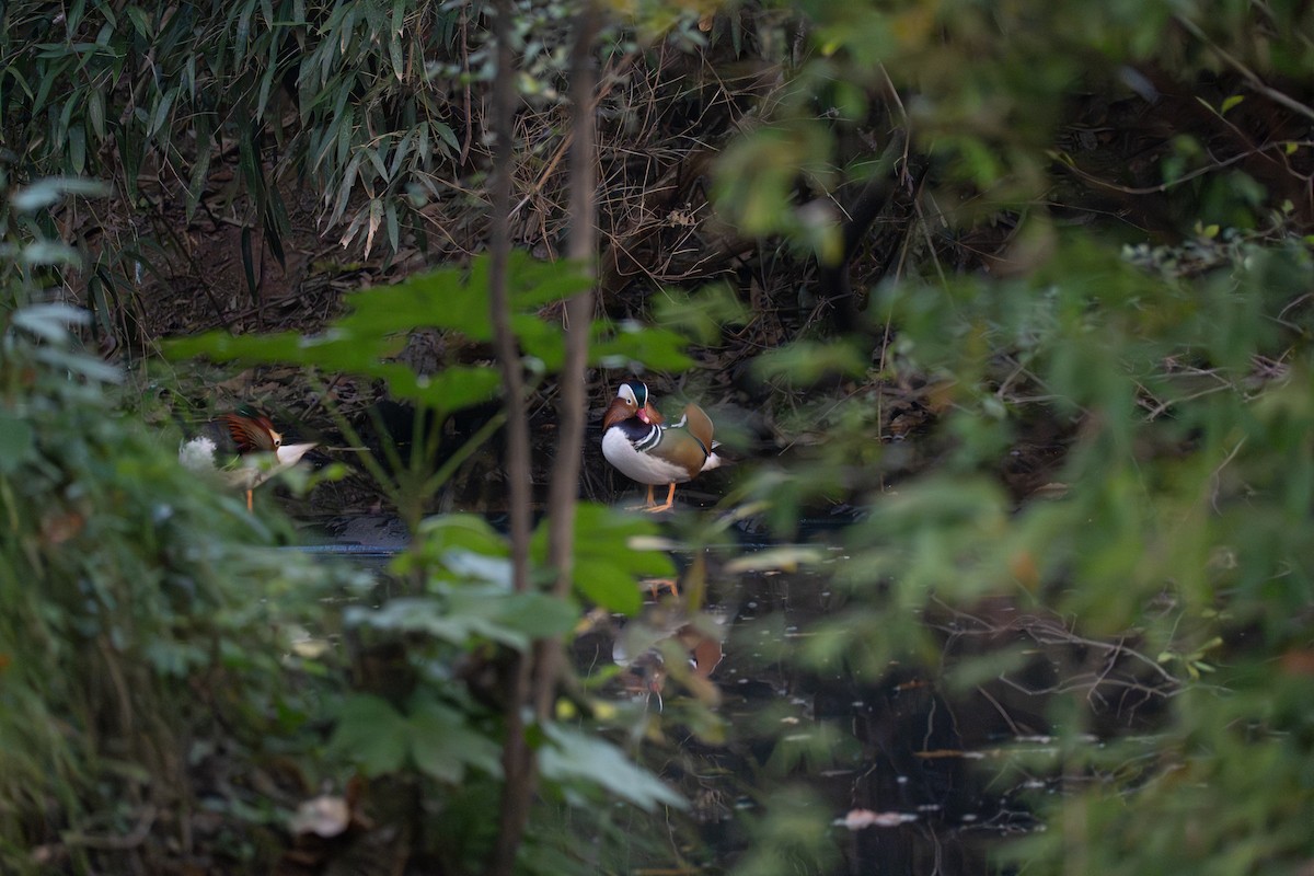 鴛鴦 - ML646038984