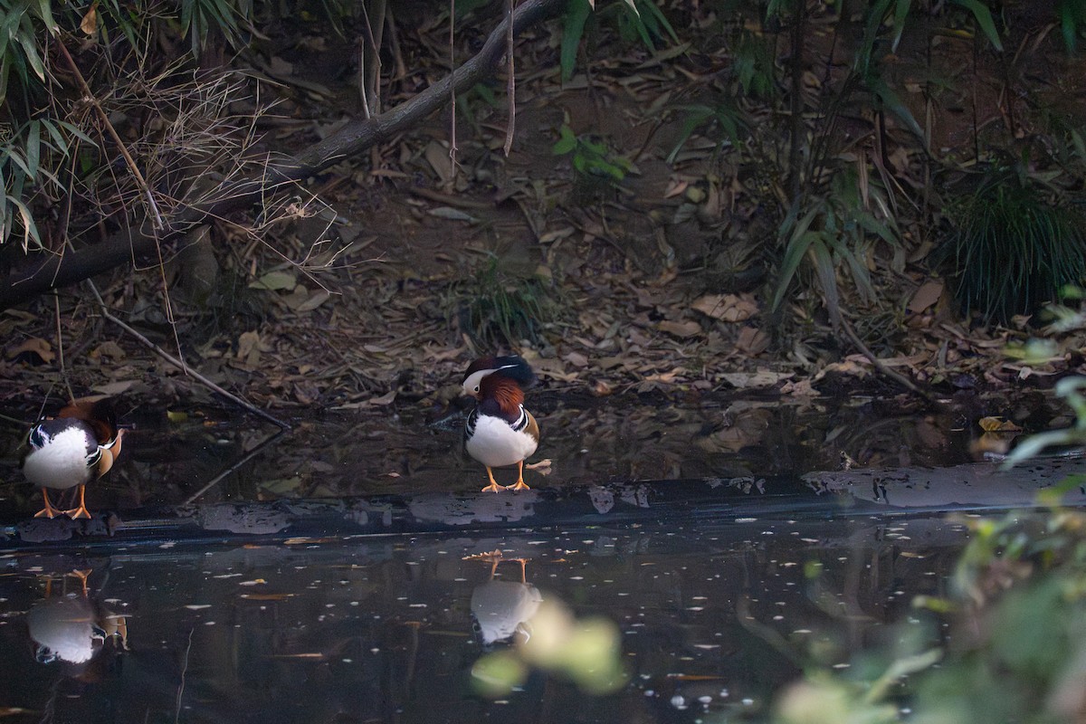 鴛鴦 - ML646038985