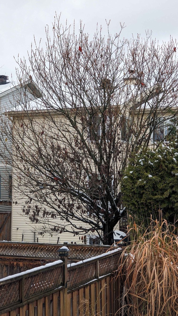 Northern Cardinal - ML646038986