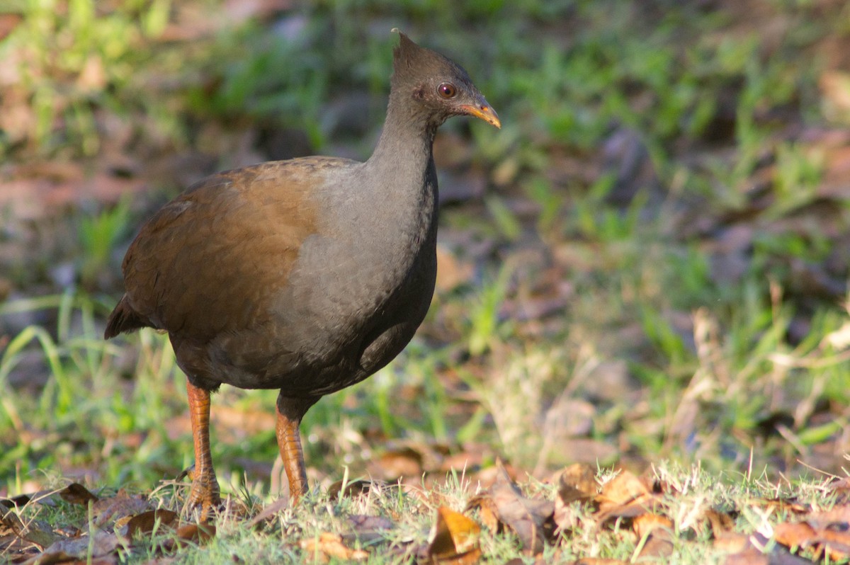 Orange-footed Megapode - ML646038987