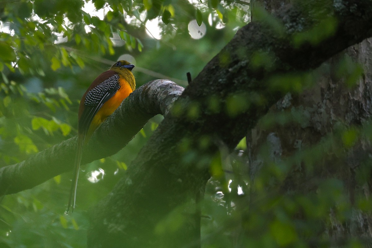 Orange-breasted Trogon - ML646038988