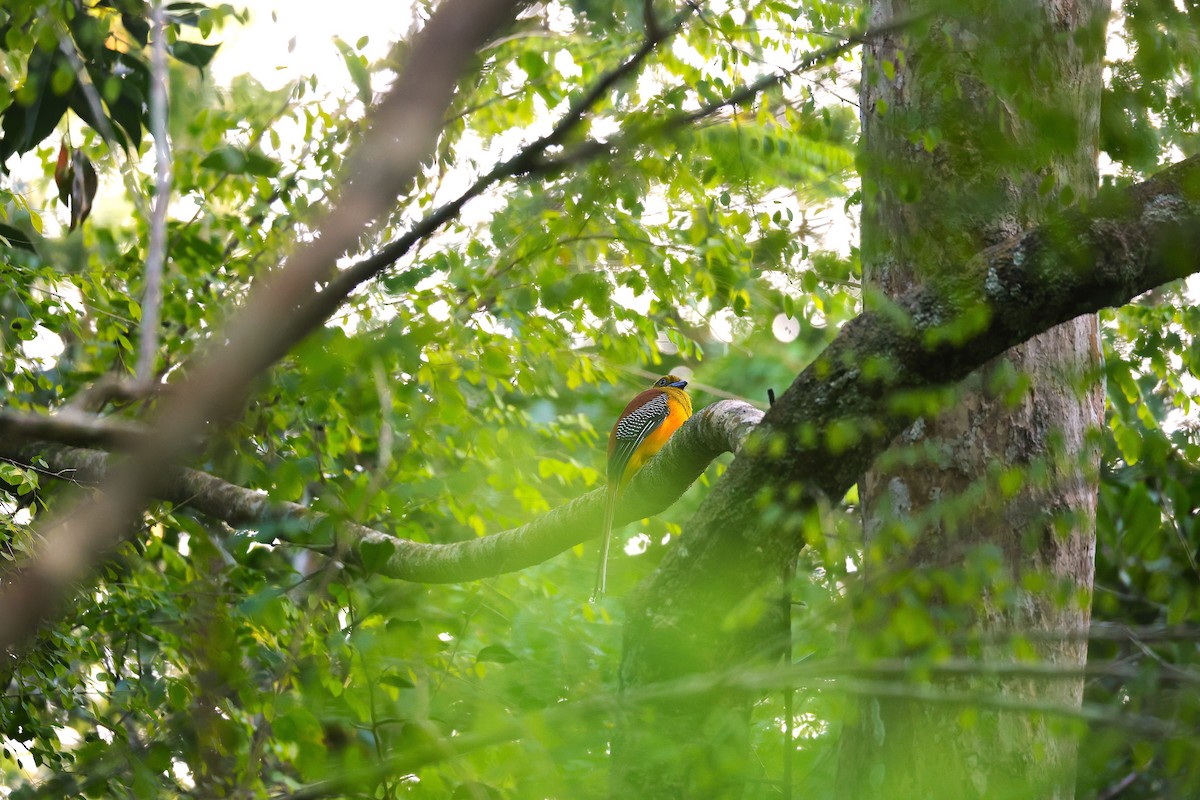 Orange-breasted Trogon - ML646038989