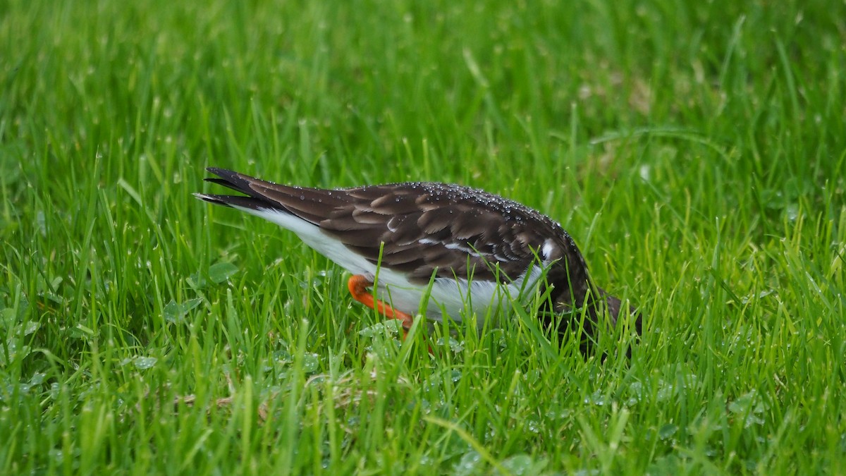 翻石鷸 - ML646038990