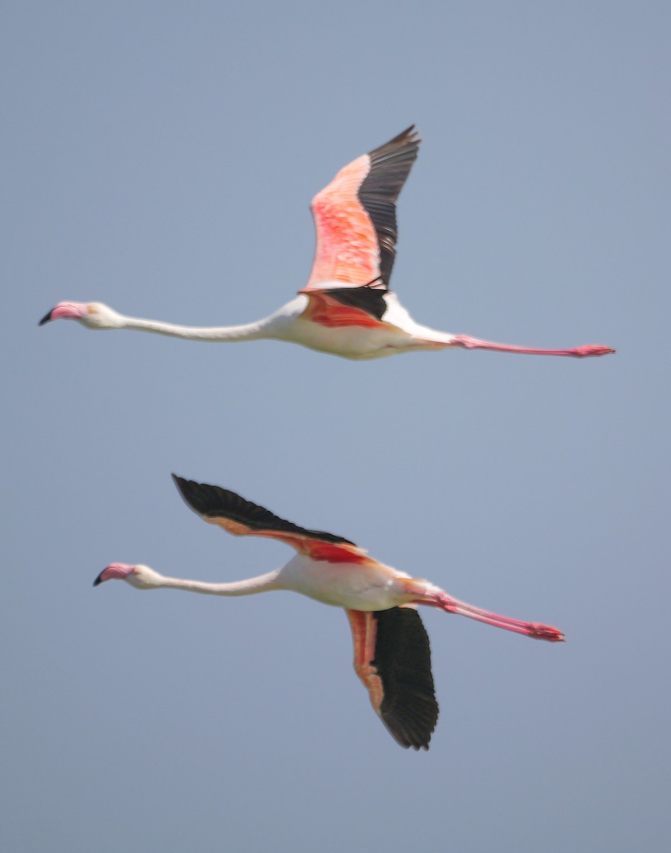 大紅鸛 - ML646038992