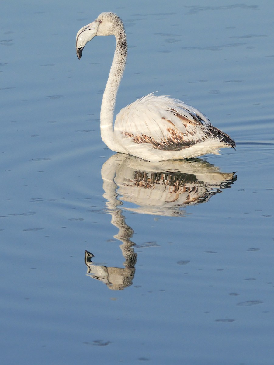 大紅鸛 - ML646038993