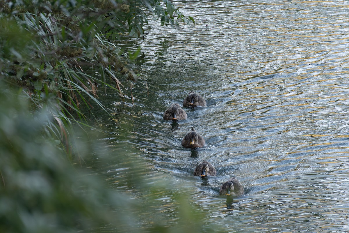 花嘴鴨 - ML646038994