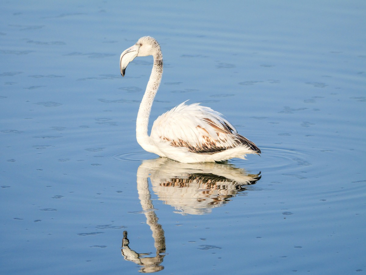 大紅鸛 - ML646038995