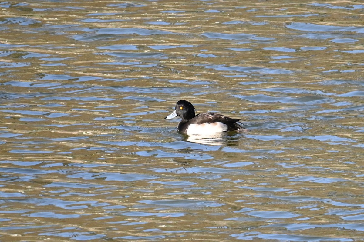 鳳頭潛鴨 - ML646038996