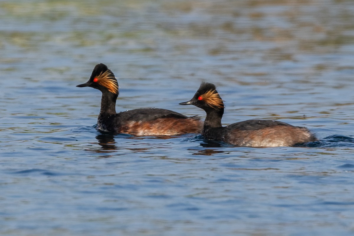 黑頸鸊鷉 - ML646038997