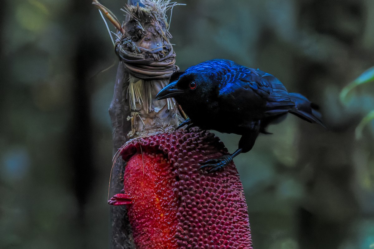 Crinkle-collared Manucode - ML646038998