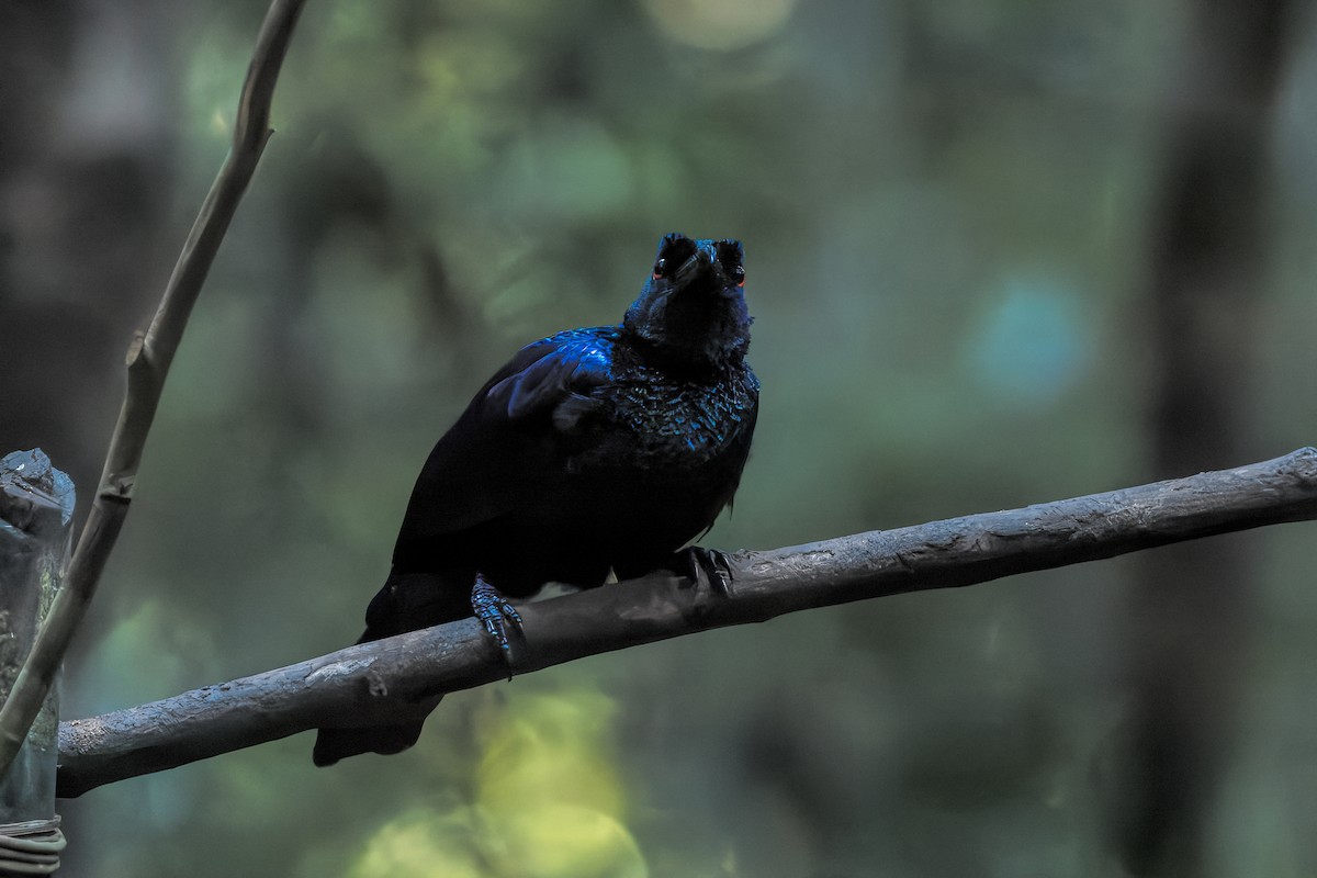 Crinkle-collared Manucode - ML646038999