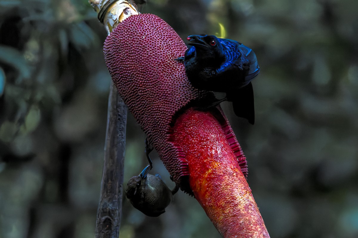 Crinkle-collared Manucode - ML646039000