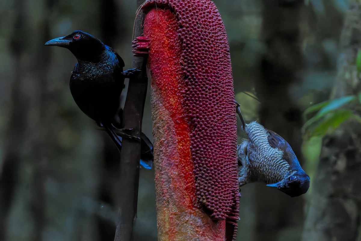 Crinkle-collared Manucode - ML646039001