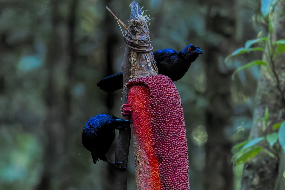 Crinkle-collared Manucode - ML646039002