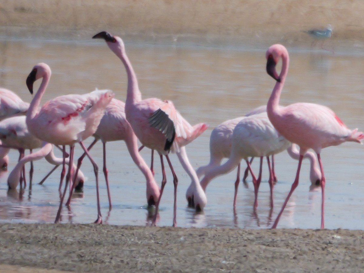 Lesser Flamingo - ML646039003