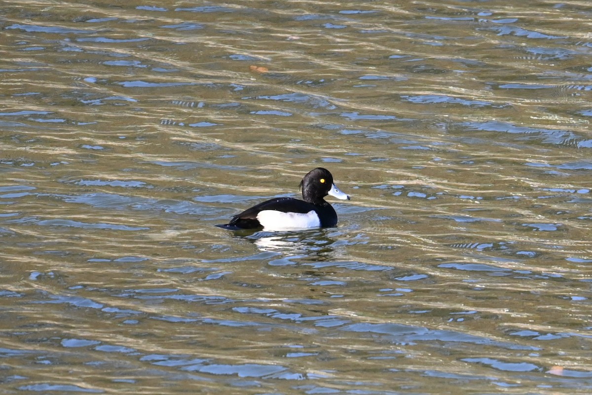 鳳頭潛鴨 - ML646039004