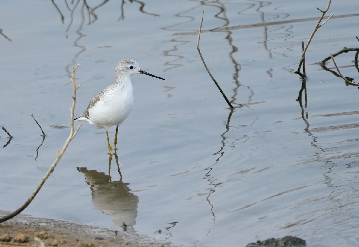 Коловодник ставковий - ML646039009