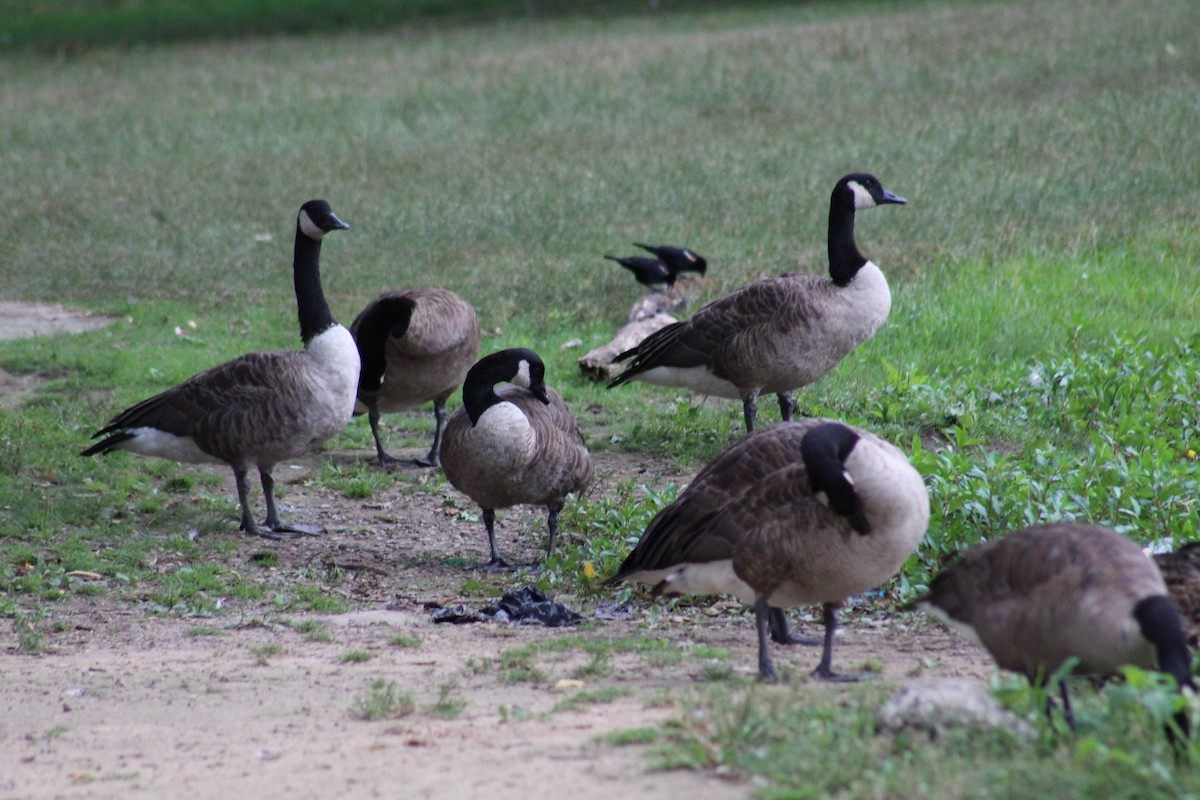 Canada Goose - ML64603901