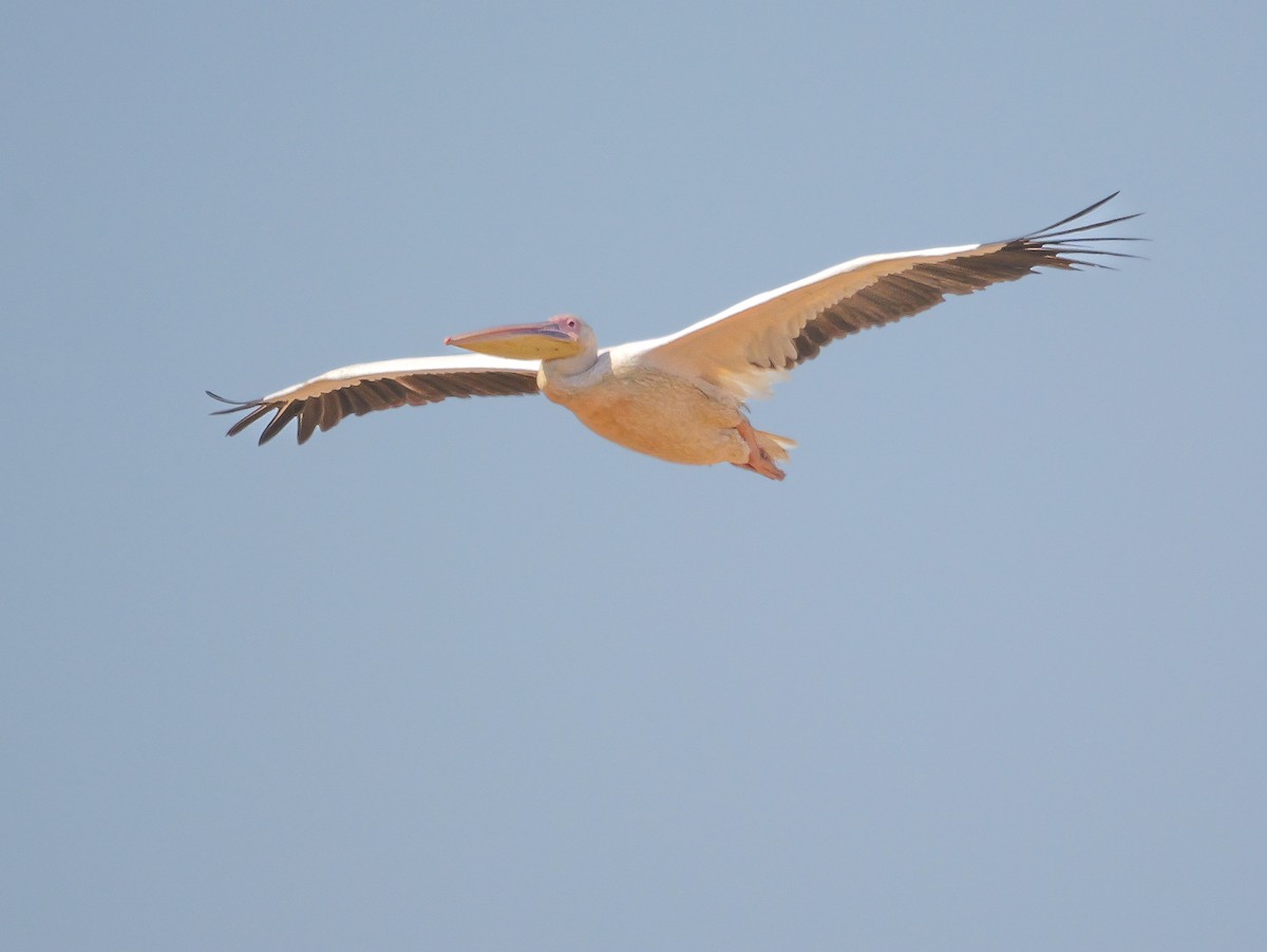 Great White Pelican - ML646039010