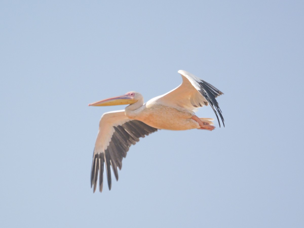 Great White Pelican - ML646039011