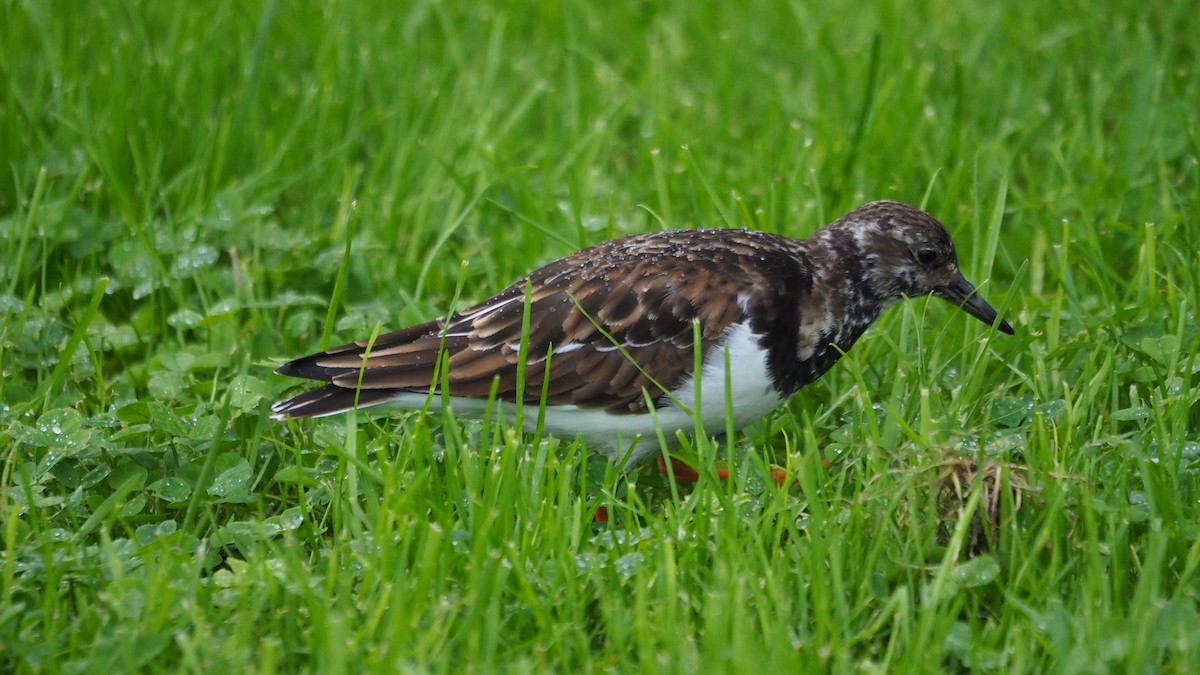 Крем'яшник звичайний - ML646039012