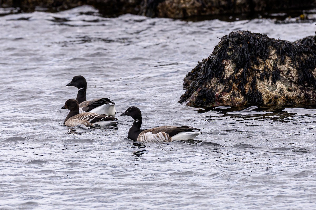 Казарка чорна - ML646039016