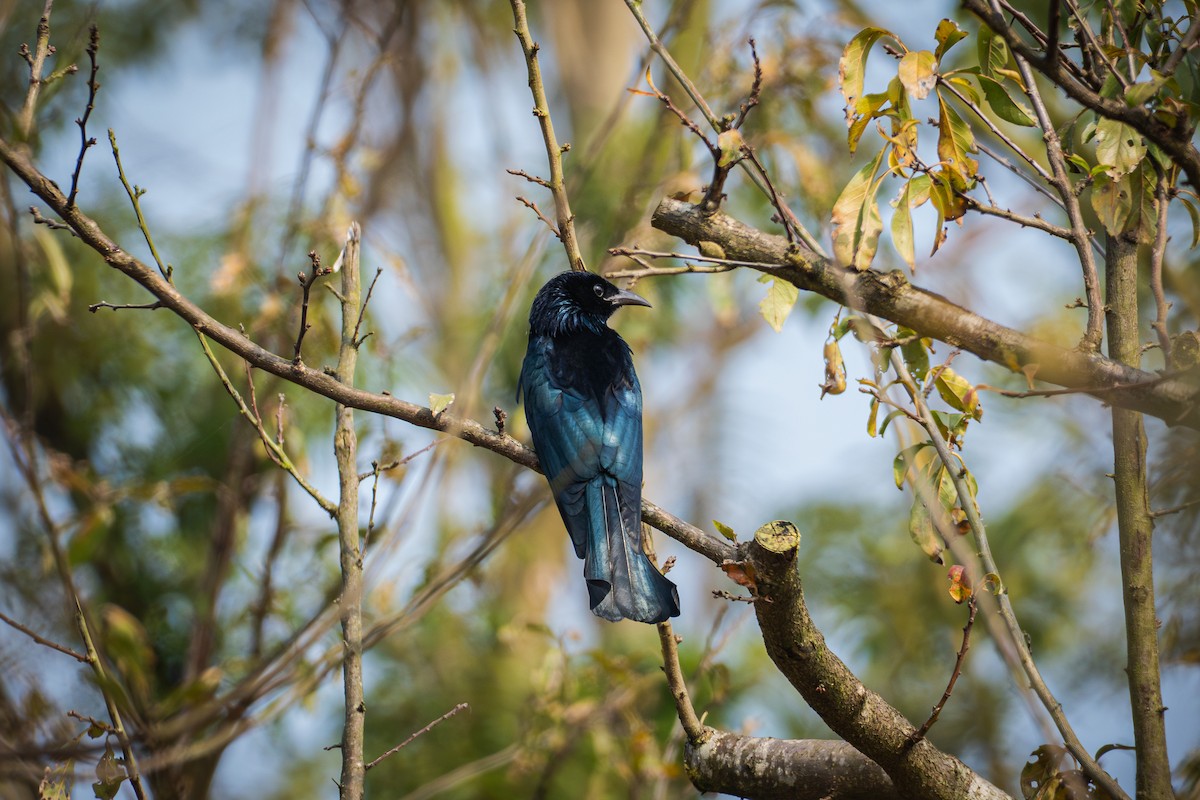 Hair-crested Drongo - ML646039017