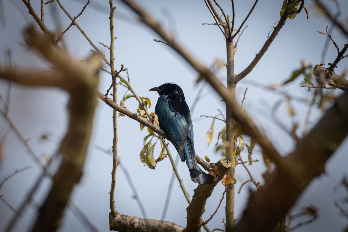 Hair-crested Drongo - ML646039018