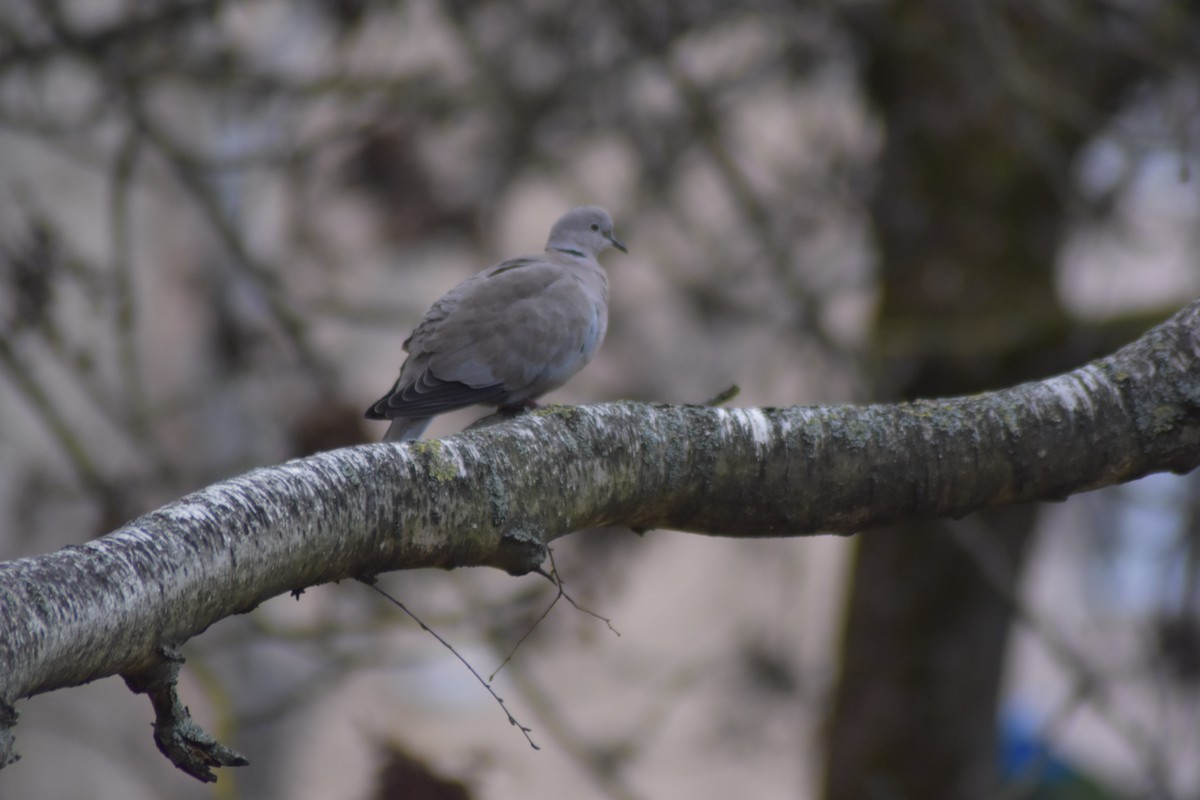 Горлиця садова - ML646039019