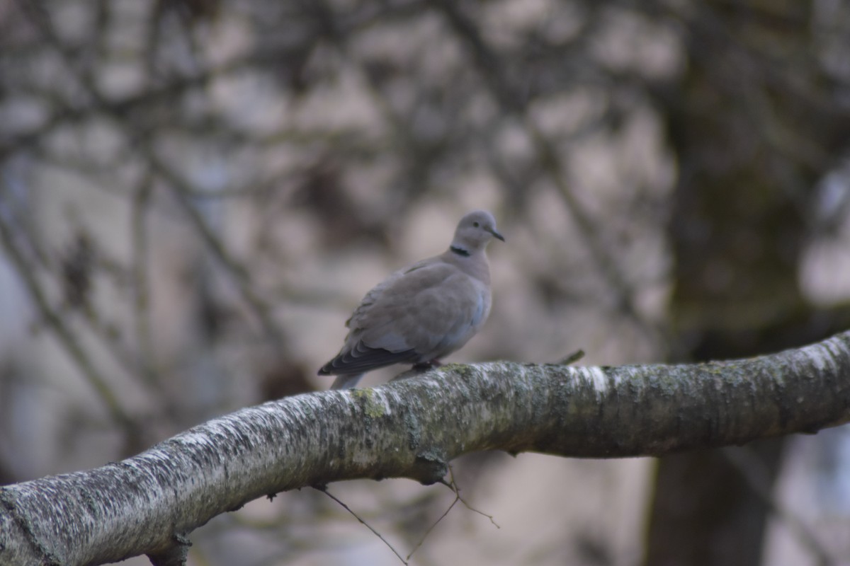 Горлиця садова - ML646039020