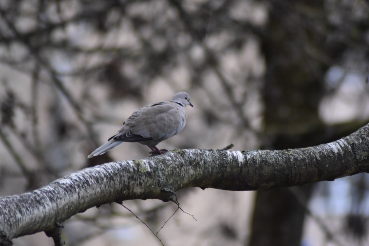 Горлиця садова - ML646039021