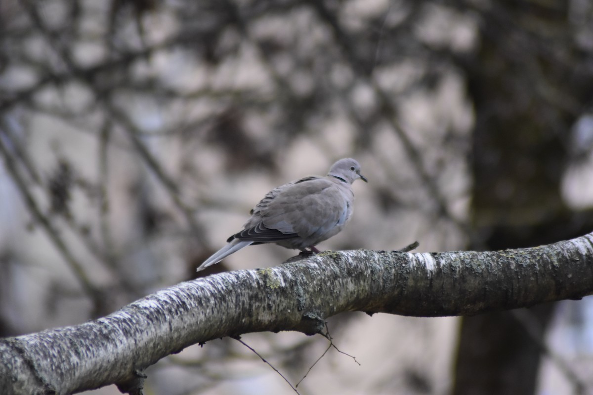 Горлиця садова - ML646039022
