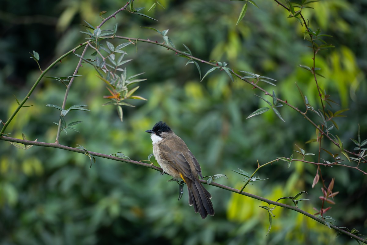 Brown-breasted Bulbul - ML646039023