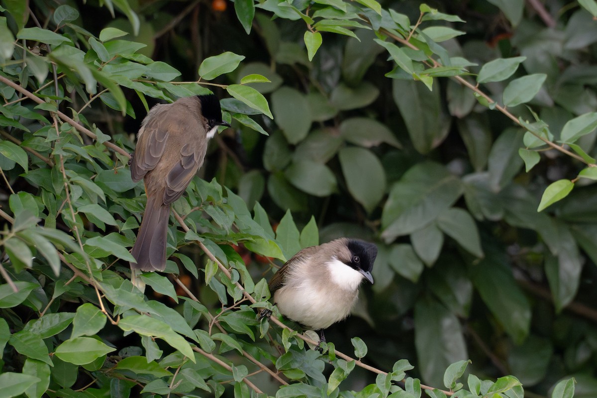 Brown-breasted Bulbul - ML646039024