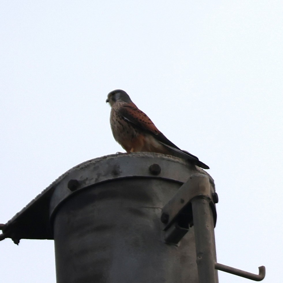 Боривітер звичайний - ML646039025