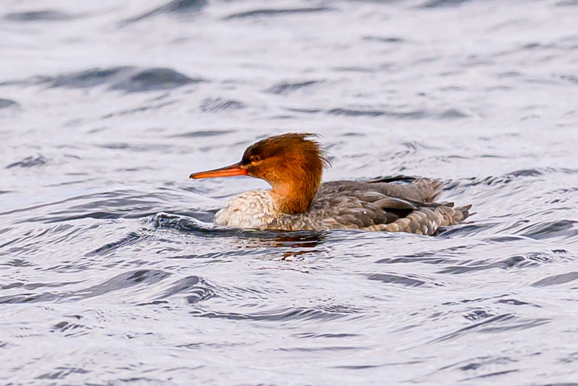 Крех середній - ML646039026
