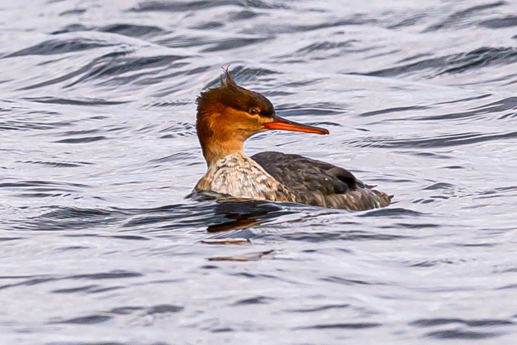 Крех середній - ML646039027