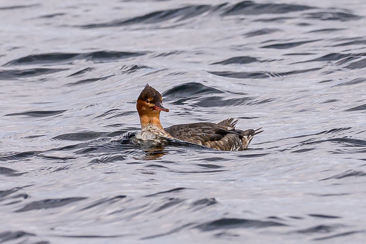 Крех середній - ML646039028
