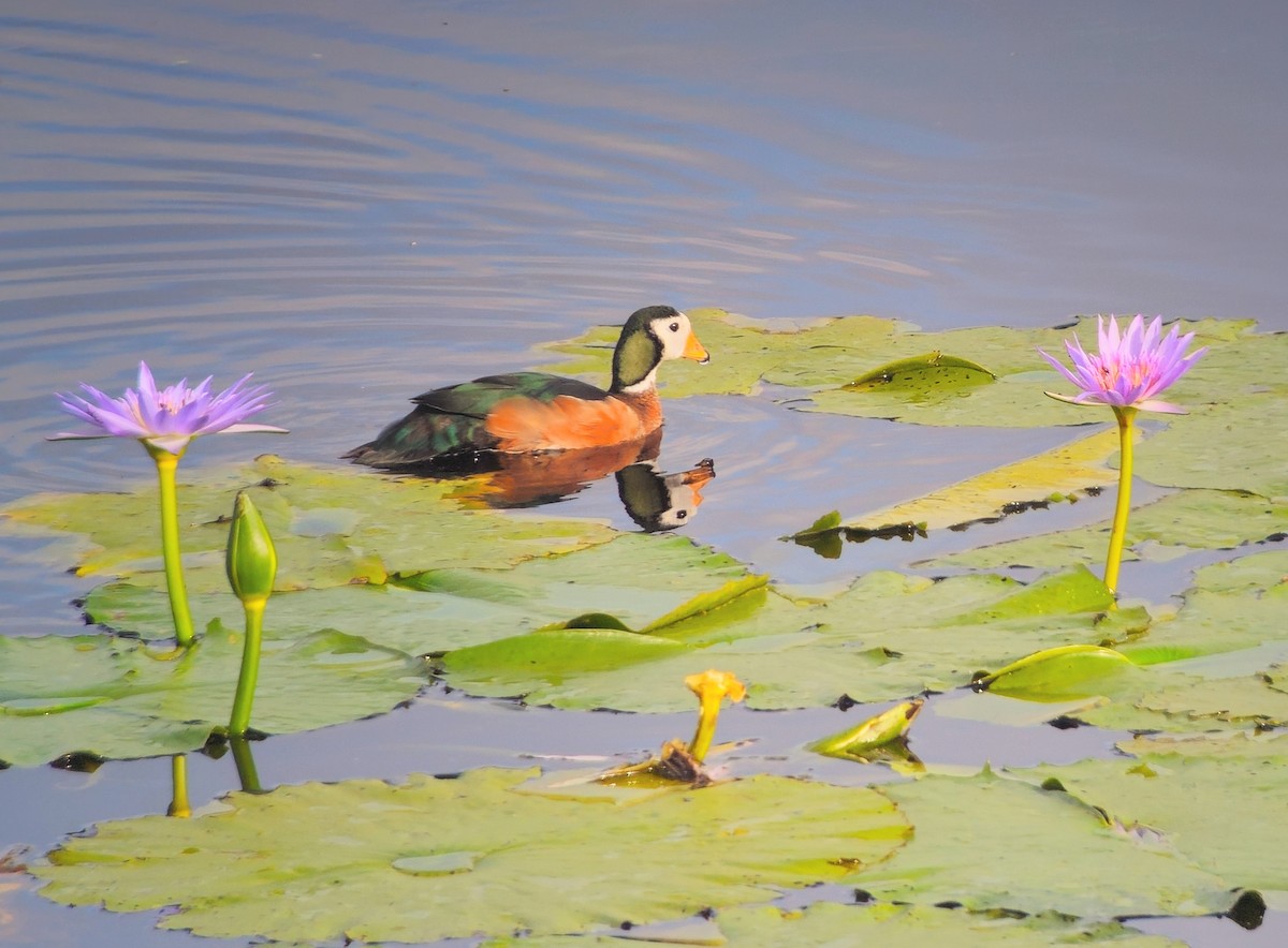 Чирянка-крихітка африканська - ML646039030