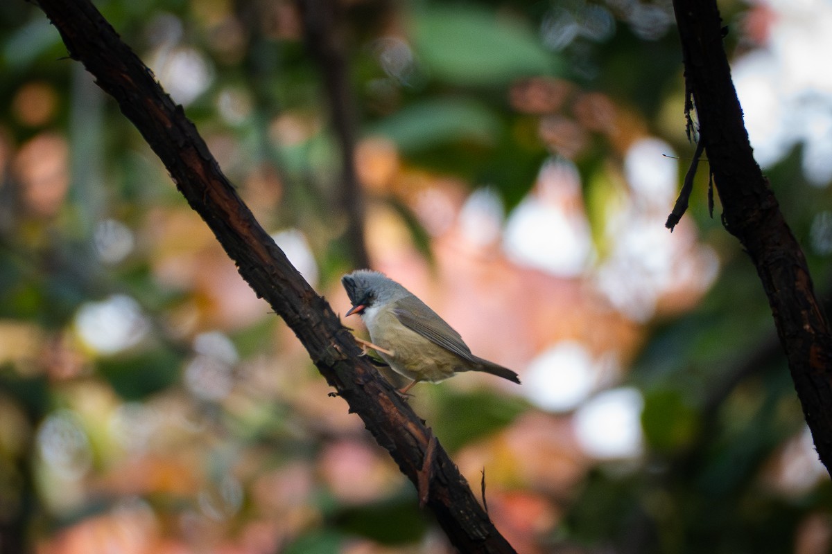 Югина мала - ML646039031