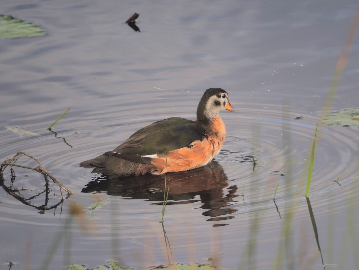 Чирянка-крихітка африканська - ML646039032