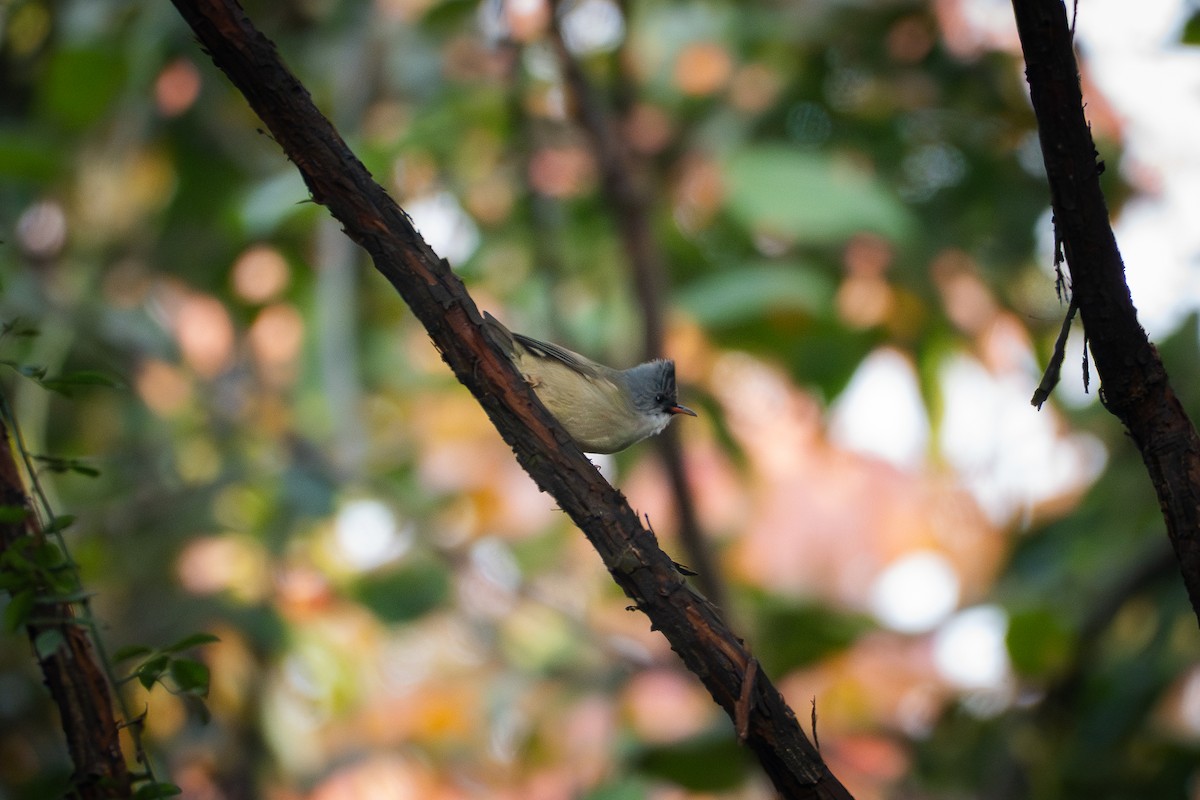 Югина мала - ML646039033