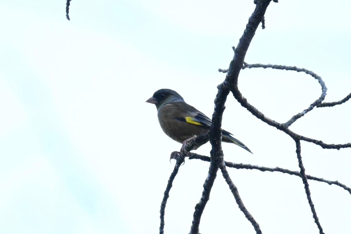 Зеленяк китайський - ML646039034