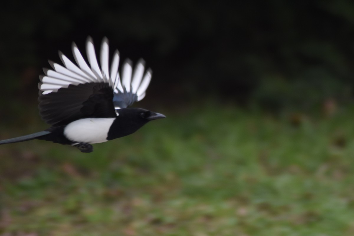 Сорока звичайна - ML646039035