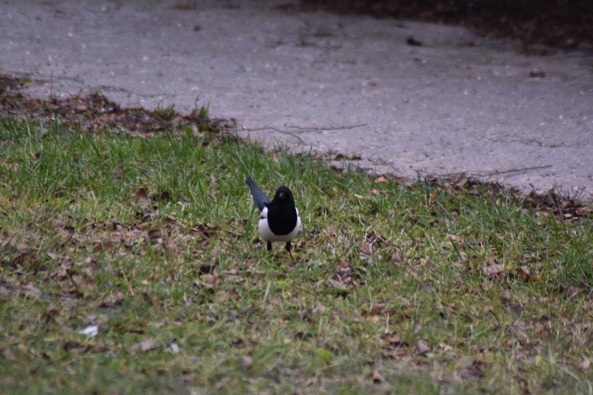 Сорока звичайна - ML646039036