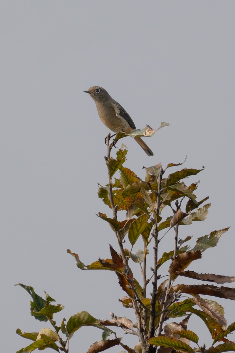 Горихвістка синьолоба - ML646039040
