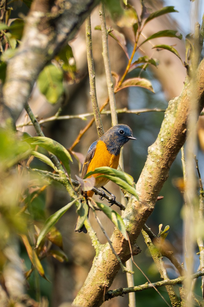 Горихвістка синьолоба - ML646039041
